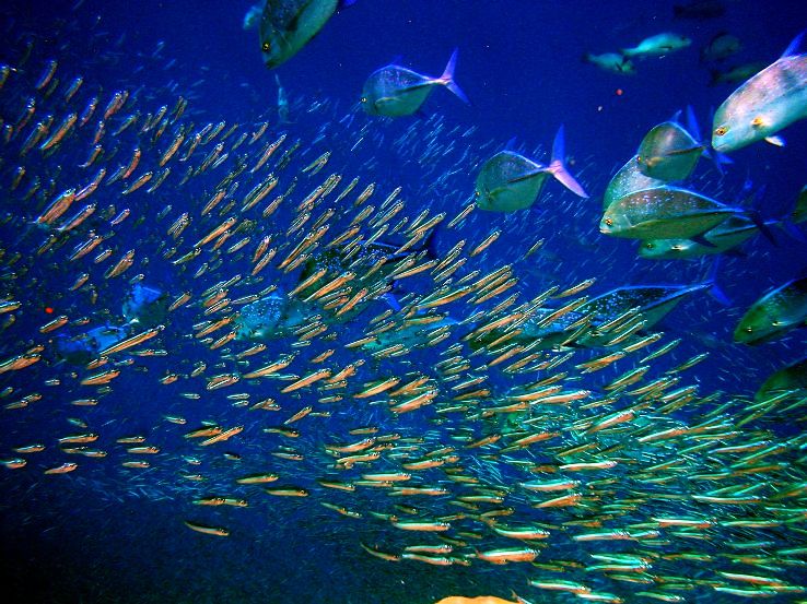 10. Bluetribe Moofushi